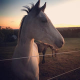 Finishline Fencing  Qty 1 each