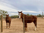Finishline Fencing  Qty 1 each