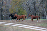 Finishline Fencing  Qty 1 each